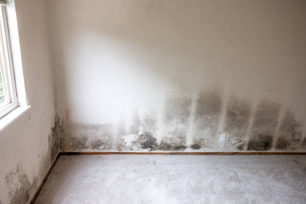 Best Mold Odor Removal Services  in Shandon, CA